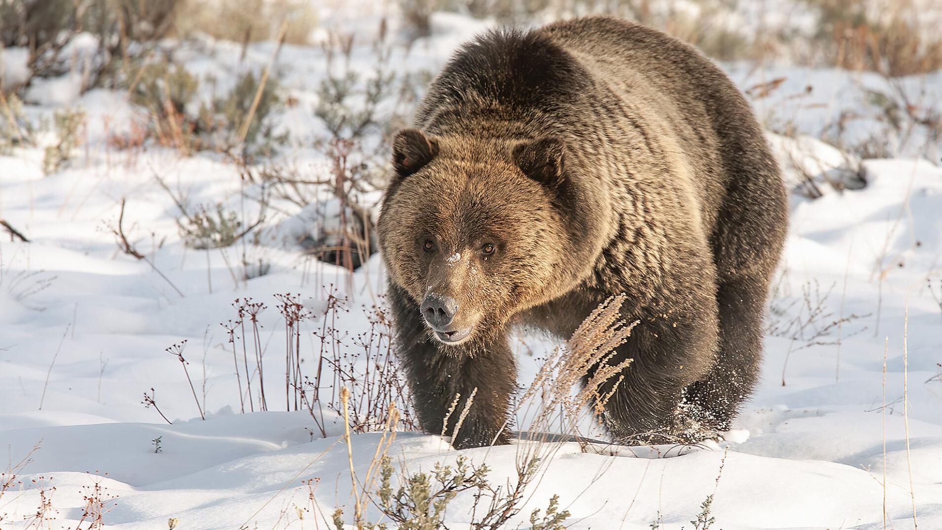 Predatory animals have a place among us in the West